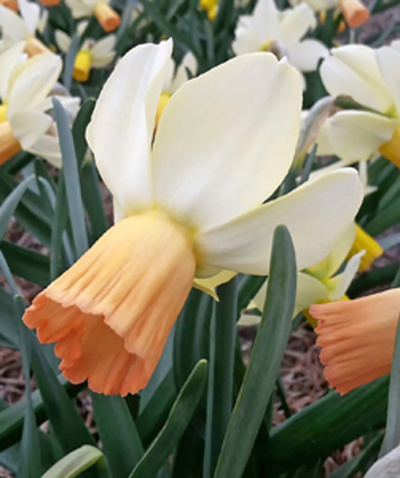 NARCIS botanický Carice 12/14, 100 ks